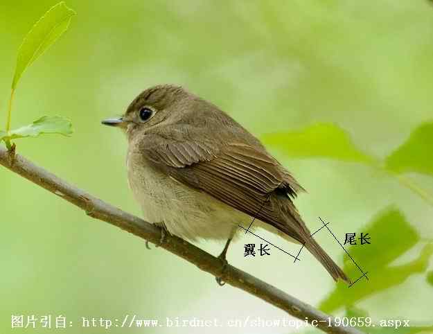 北灰鹟、乌鹟、灰纹鹟的区别