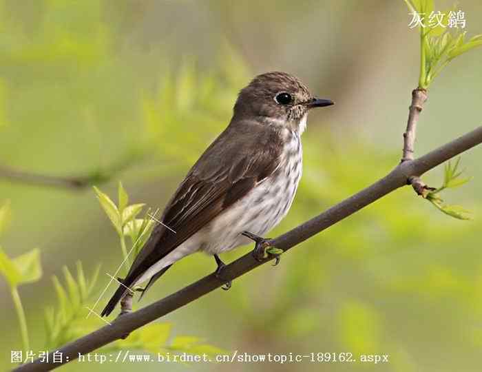北灰鹟、乌鹟、灰纹鹟的区别