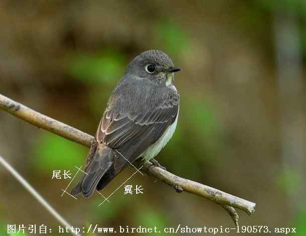 北灰鹟、乌鹟、灰纹鹟的区别