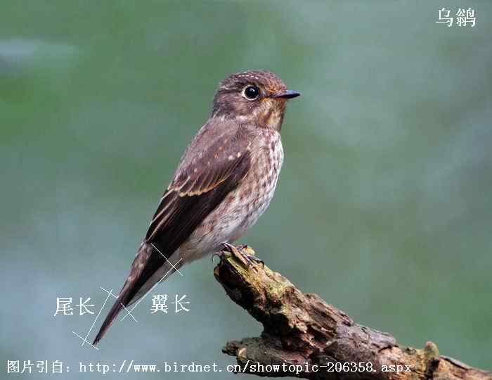 北灰鹟、乌鹟、灰纹鹟的区别