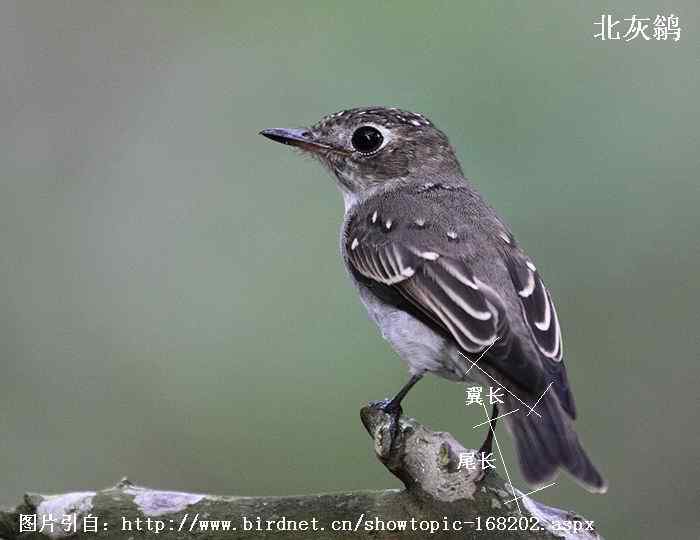 北灰鹟、乌鹟、灰纹鹟的区别