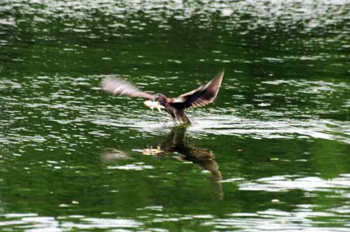 北海也有夜鹭飞（记实版）