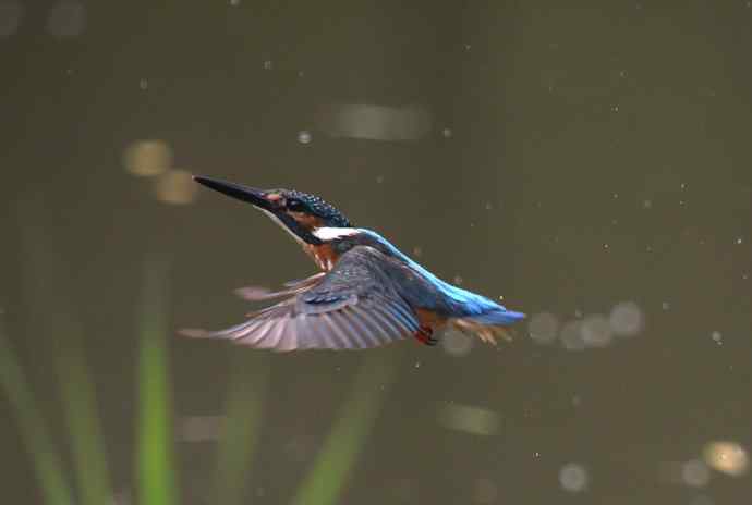 220.可爱小翠--飞姿图