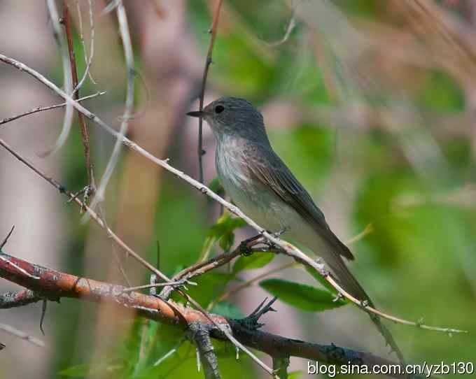 新疆·白喉林莺 新疆·白喉林莺
