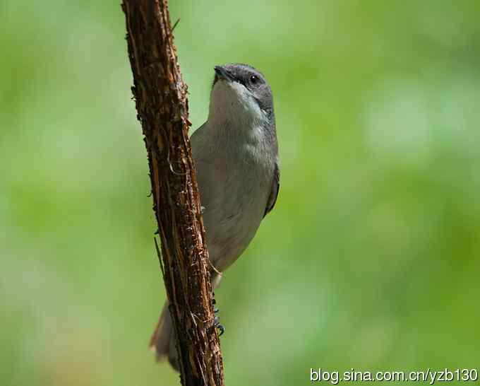新疆·白喉林莺 新疆·白喉林莺