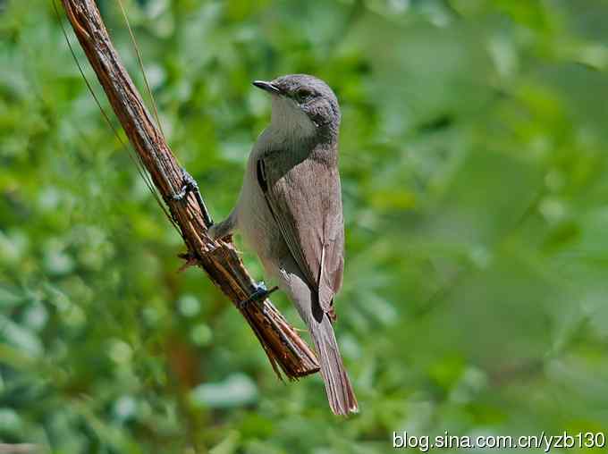 新疆·白喉林莺 新疆·白喉林莺