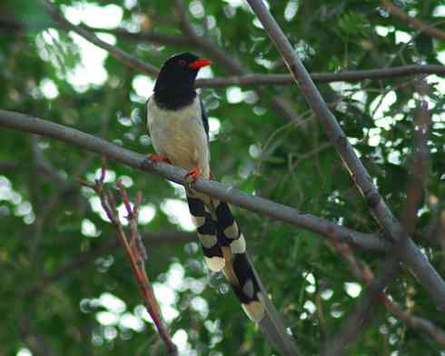 红嘴蓝鹊|红嘴长尾喜鹊|红嘴蓝尾喜鹊