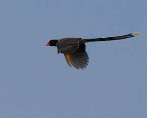 红嘴蓝鹊|红嘴长尾喜鹊|红嘴蓝尾喜鹊