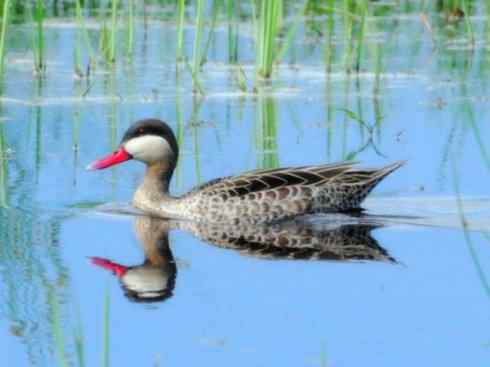 欣赏:美丽的钻水鸭5 欣赏:美丽的钻水鸭5