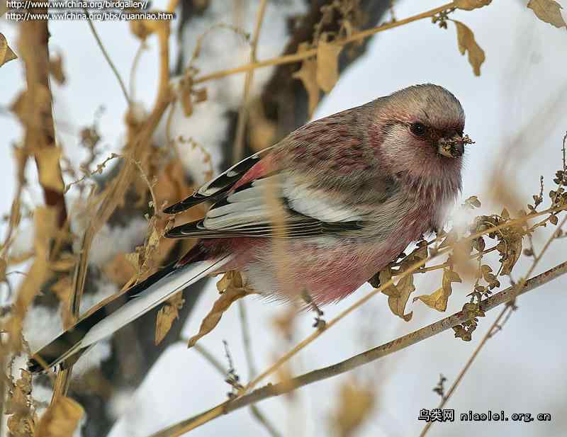 长尾雀叫声下载