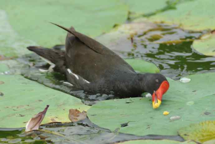 再拍黑水鸡(纪实)2 再拍黑水鸡(纪实)2