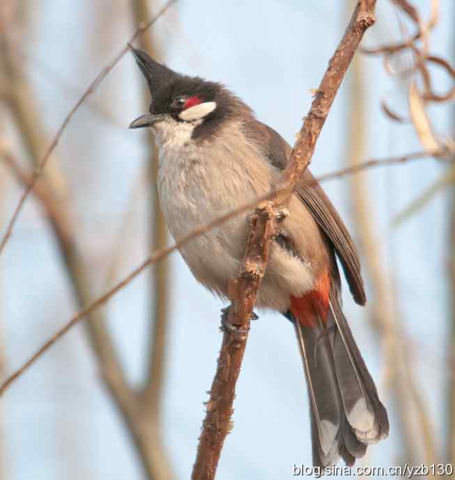 红耳鹎 | 高髻冠
