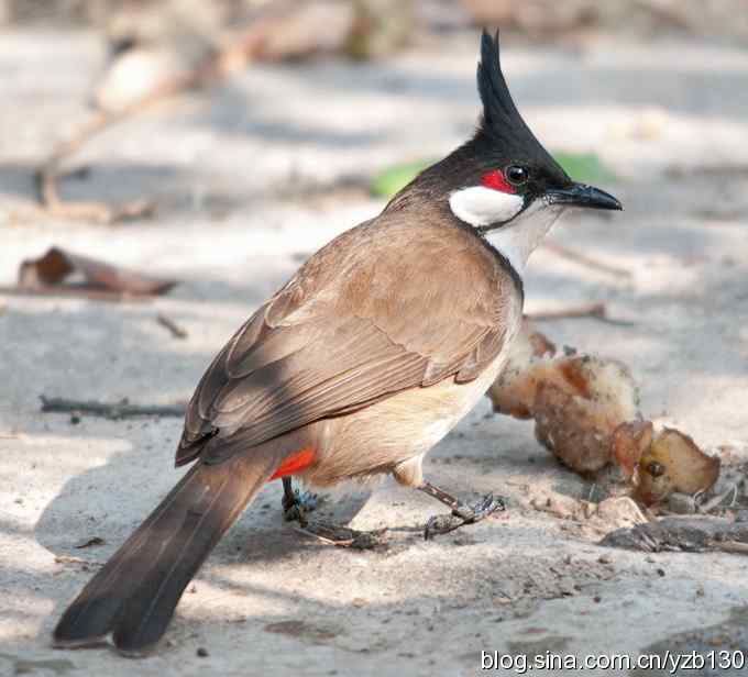 红耳鹎 | 高髻冠