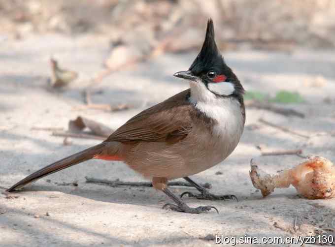 红耳鹎 | 高髻冠