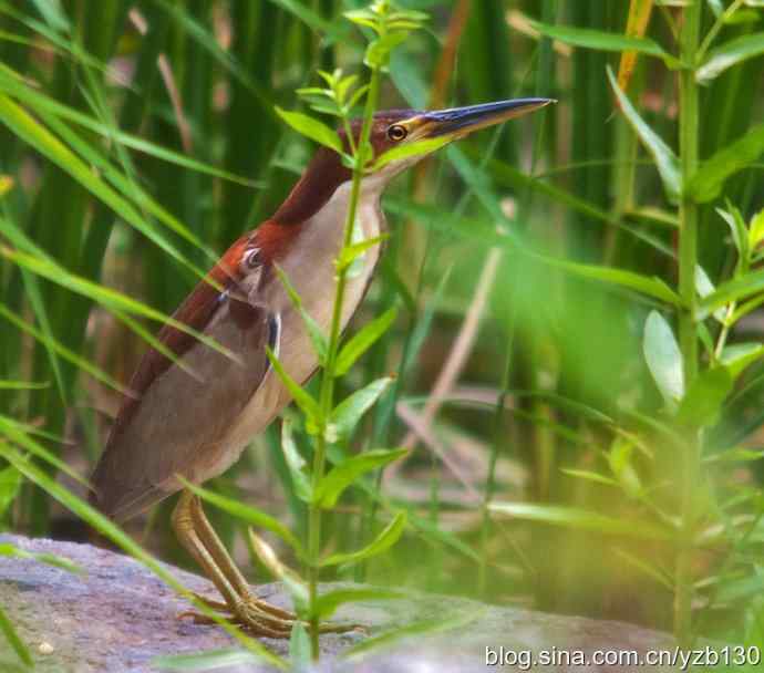 北京植物园的紫背苇鳽