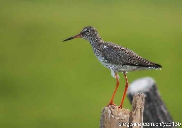 红脚鹬 | 鹳形目 > 丘鹬科 > 鹬属