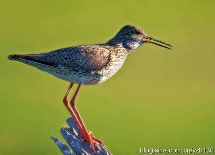 红脚鹬 | 鹳形目 > 丘鹬科 > 鹬属