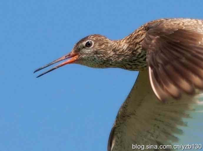 红脚鹬 | 鹳形目 > 丘鹬科 > 鹬属