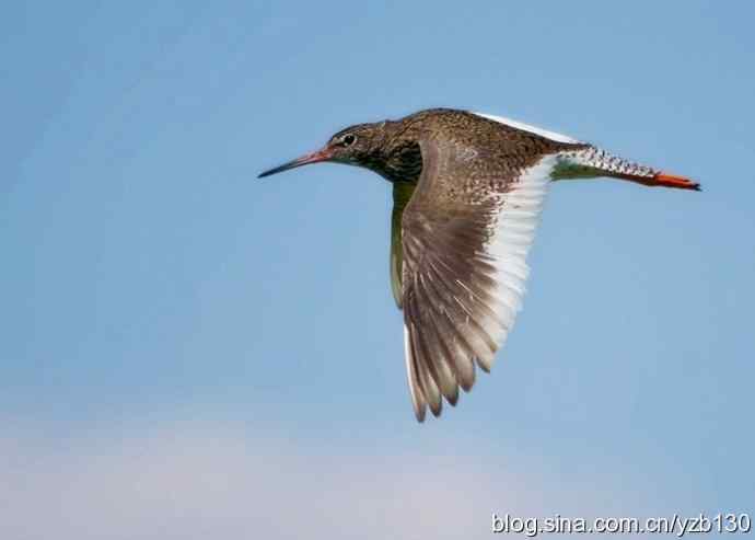 红脚鹬 | 鹳形目 > 丘鹬科 > 鹬属