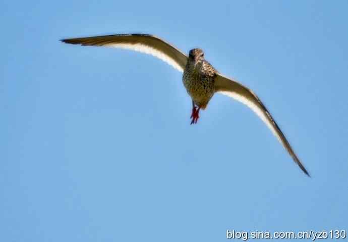 红脚鹬 | 鹳形目 > 丘鹬科 > 鹬属