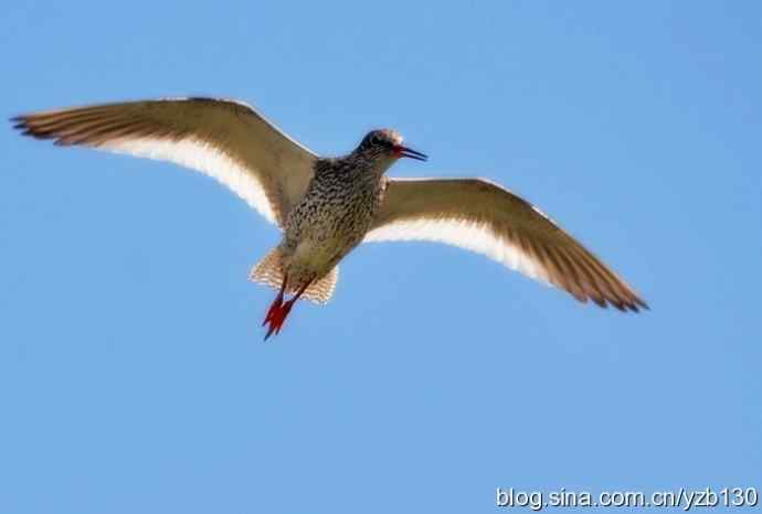 红脚鹬 | 鹳形目 > 丘鹬科 > 鹬属