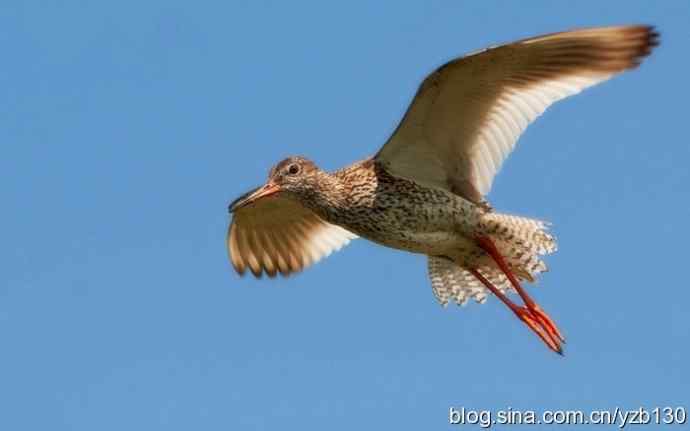 红脚鹬 | 鹳形目 > 丘鹬科 > 鹬属