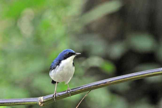 雄性蓝歌鸲（9）