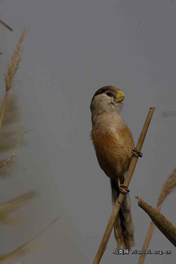 我国的特有种鸟类——震旦鸦雀