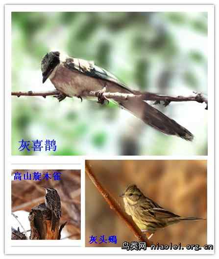 新疆发现彩鹮、白枕鹤、日本松雀鹰、高山旋木雀、灰喜鹊、灰头鹀 新疆发现彩鹮、白枕鹤、日本松雀鹰、高山旋木雀、灰喜鹊、灰头鹀