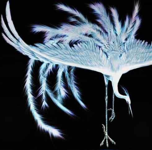 凤凰：传说的鸟