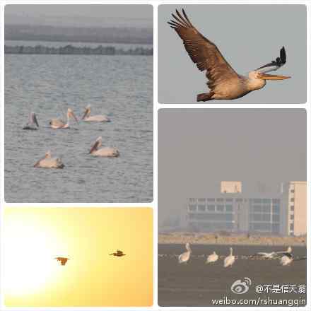 卷羽鹈鹕：请慢下围垦的脚步