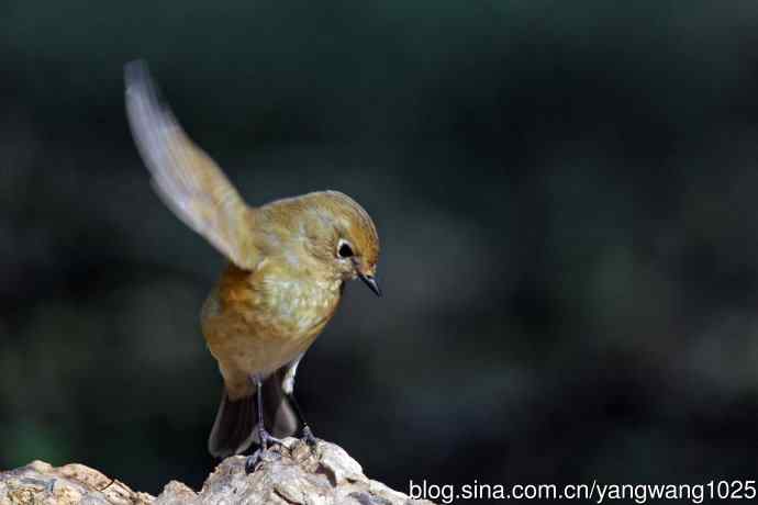 雌性红胁蓝尾鸲（74）