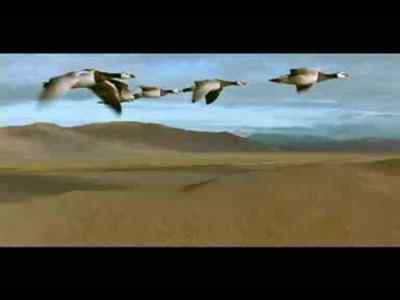 【视频】电影《鸟的迁徙》另一种配乐