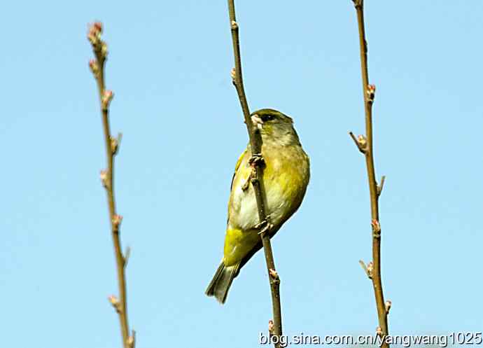 艰难(大风中的金翅鸟纪实) 艰难(大风中的金翅鸟纪实)