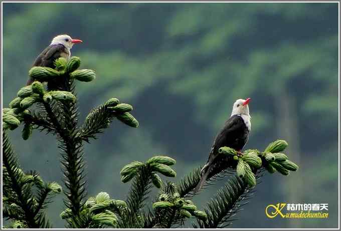 瓦屋山拍鸟（瓦屋山系列三）【照片】