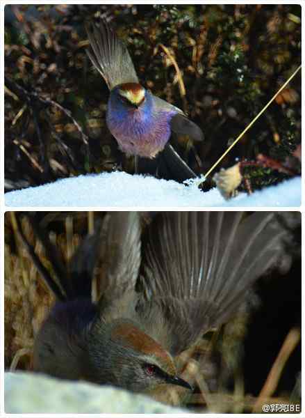 花彩雀莺——罕见的鸟儿