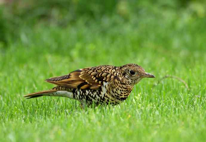 羽色像老虎的鸟儿——虎斑地鸫吃蚯蚓
