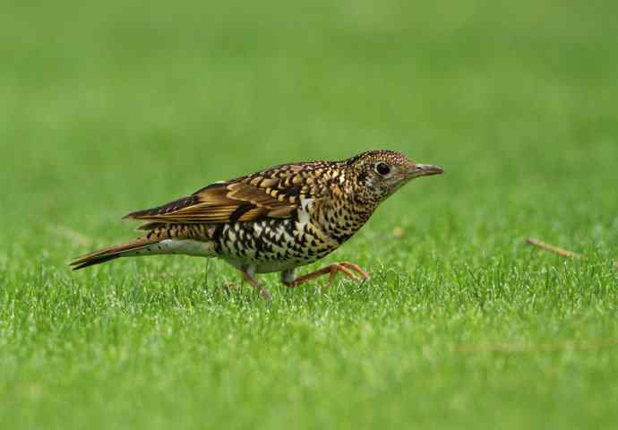 羽色像老虎的鸟儿——虎斑地鸫吃蚯蚓