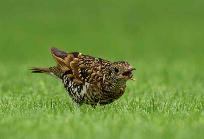 羽色像老虎的鸟儿——虎斑地鸫吃蚯蚓