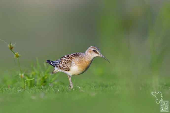 这两只妖怪鸟儿，速速报上名来