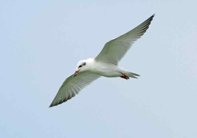 这两只妖怪鸟儿，速速报上名来