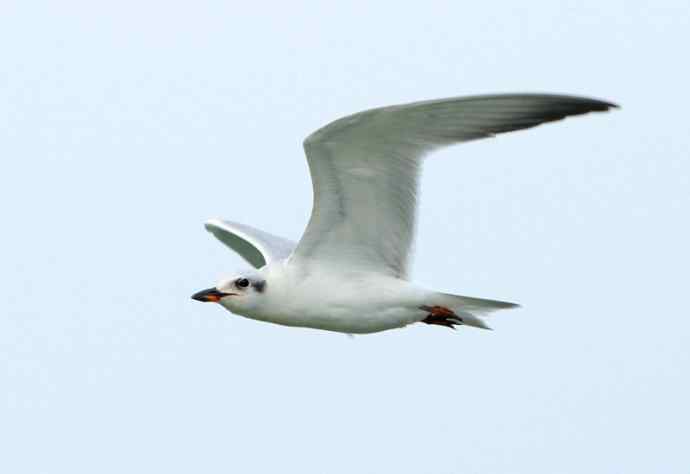 这两只妖怪鸟儿，速速报上名来