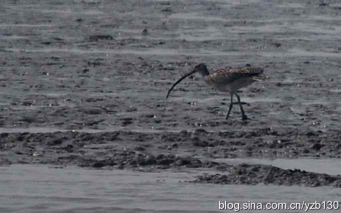 打到一只杓鹬，高兴ing鈥︹Γㄗ橥迹