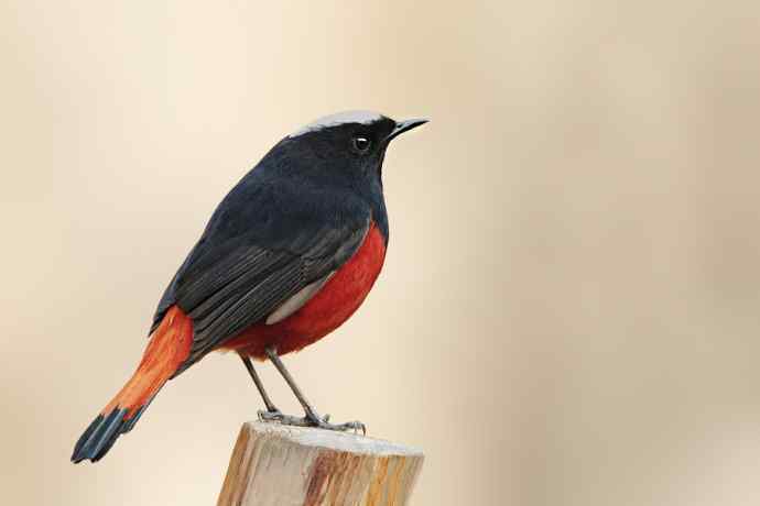 蹊跷鈥斺敯锥ハ洞骰颐倍