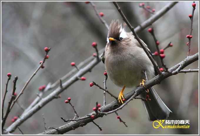 小鸟白领凤鹛【照片】