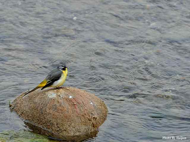十渡的鸟儿看过来