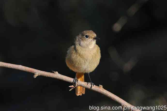 雌性北红尾鸲(3) 雌性北红尾鸲(3)