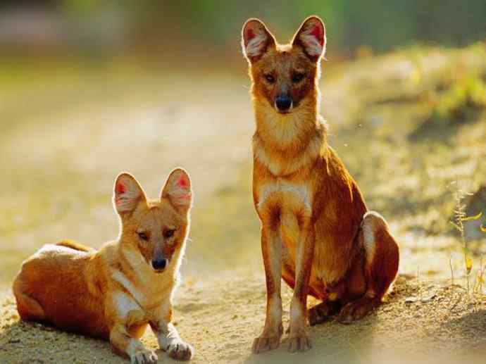 犬科：薮犬亚科豺属之豺