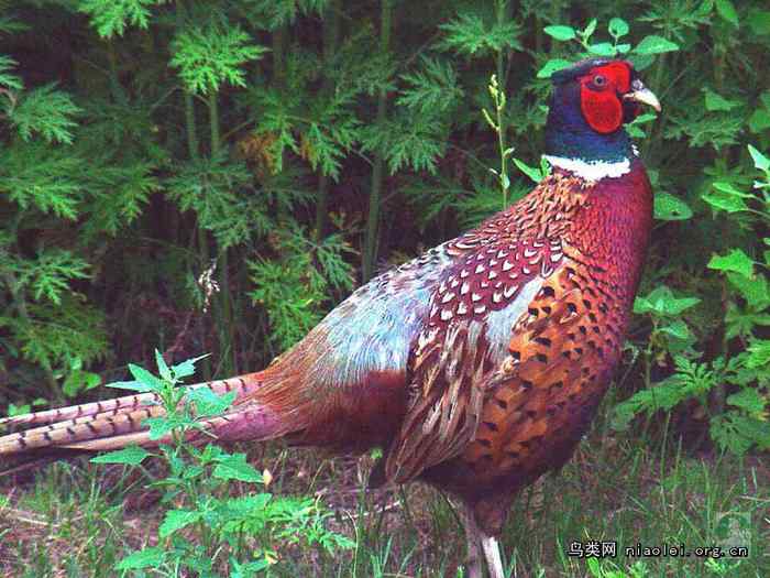 山鸡（雉鸡、野鸡）叫声下载
