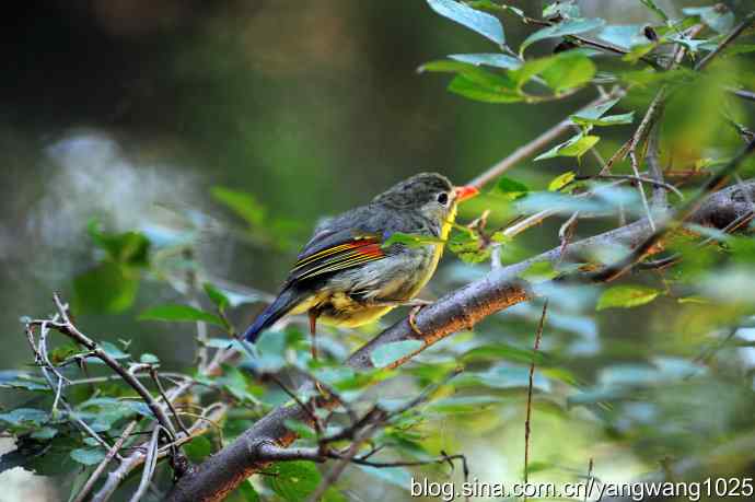 它发现了滴水的水龙头（红嘴相思鸟）